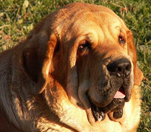 DOG SPANIOL 